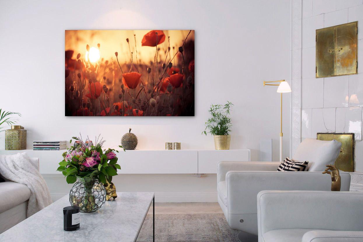 Fotobild - schöne Mohnblumen