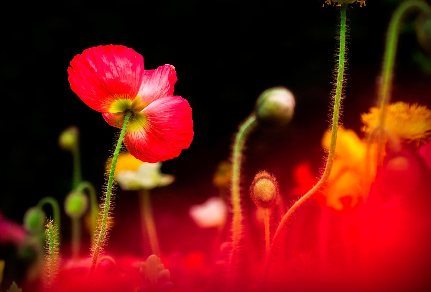Mohn