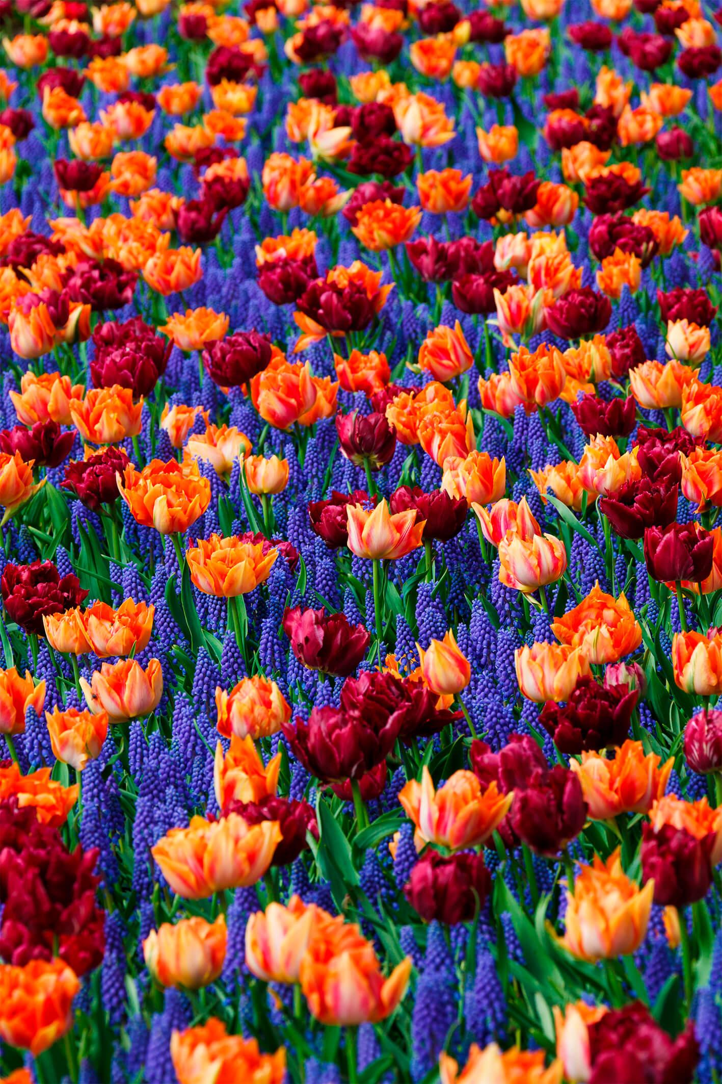 Muscari und Tulpen