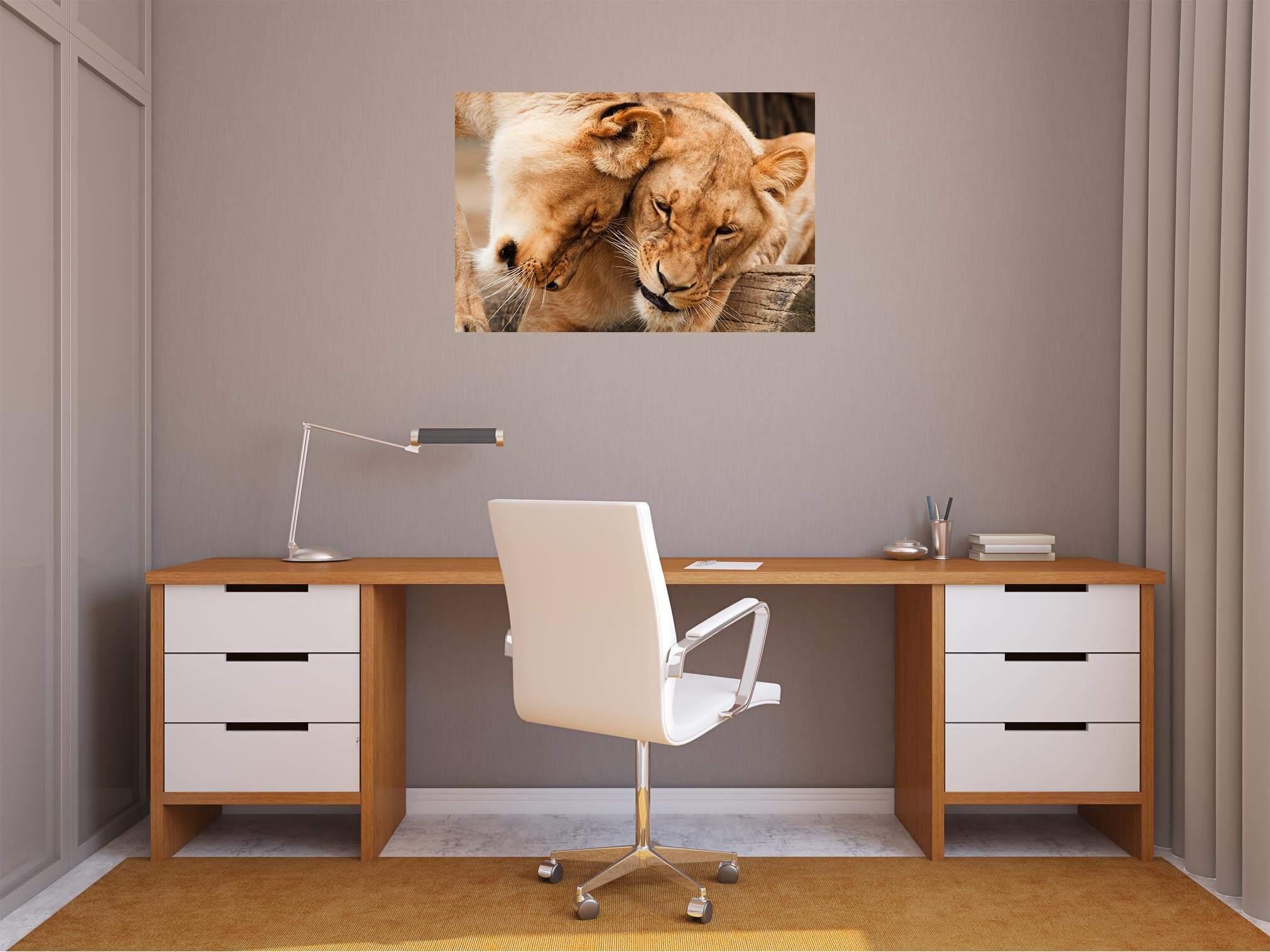 Lion cubs