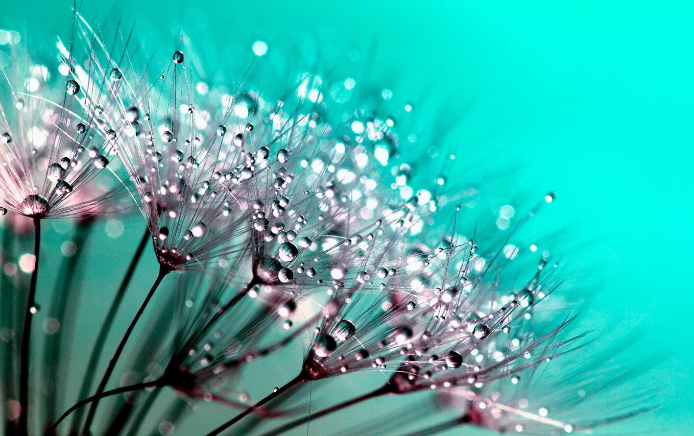 Dandelion ƒe fotoɖeɖe le macro me