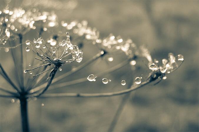 Spider web and dew