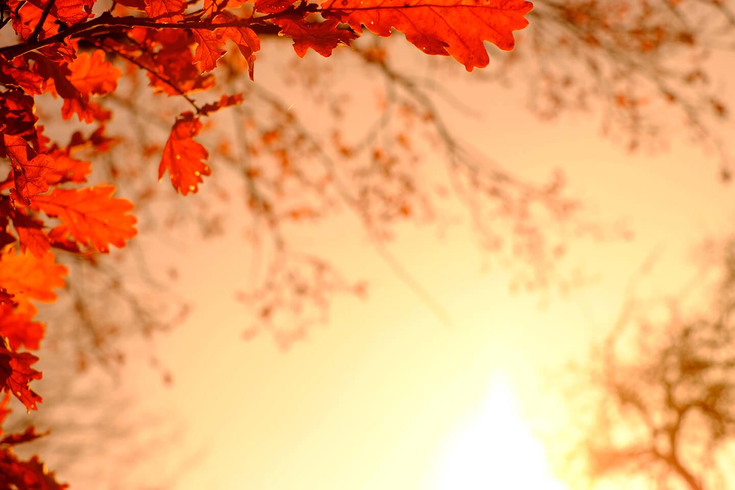 Autumn oak