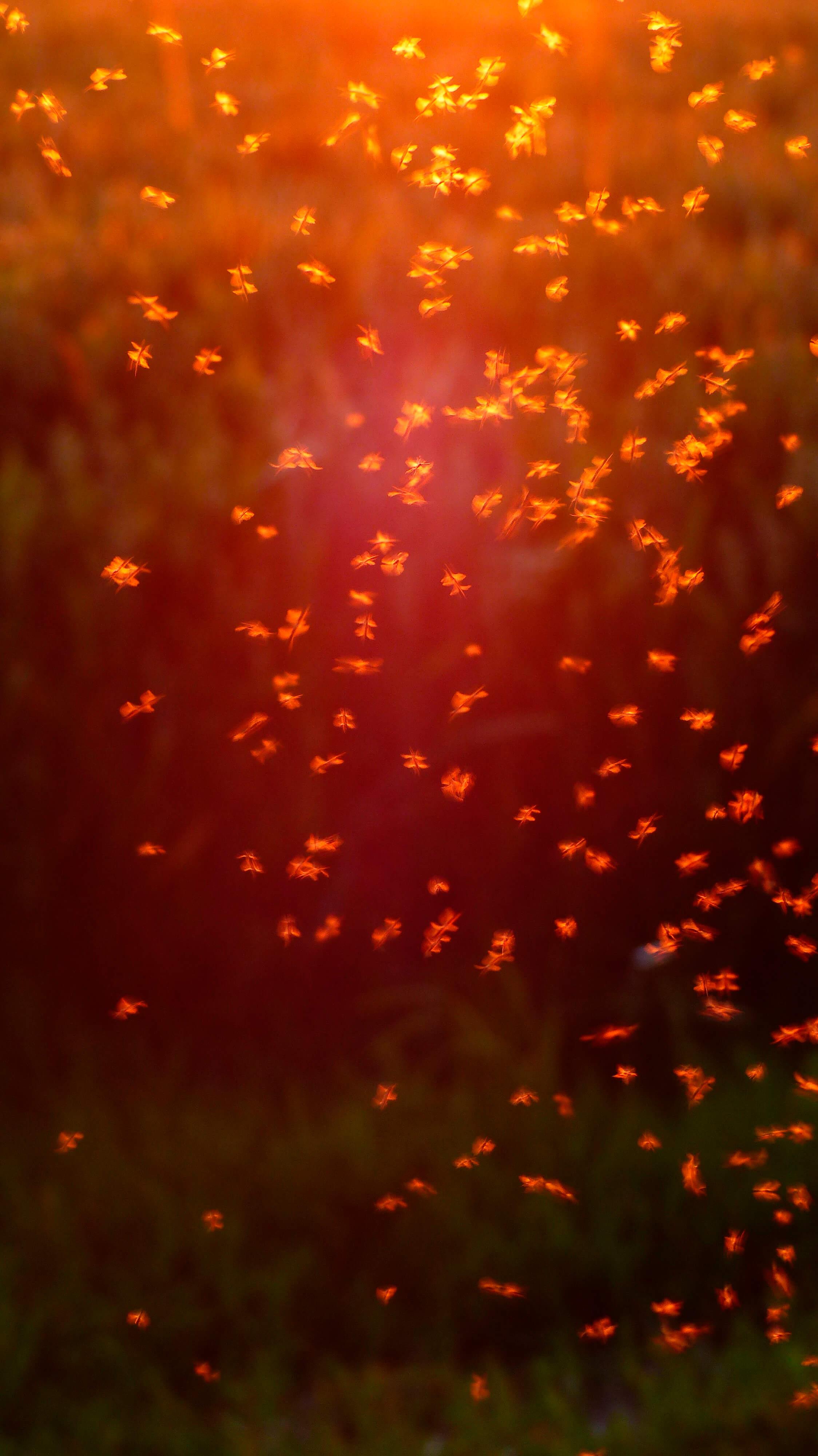 Fireflies