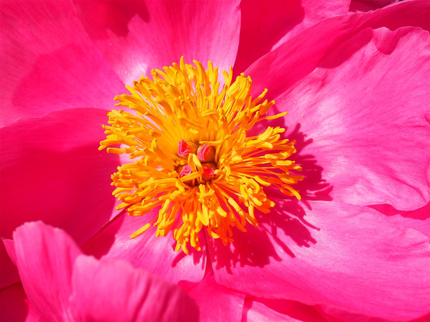 Blumenzentrum