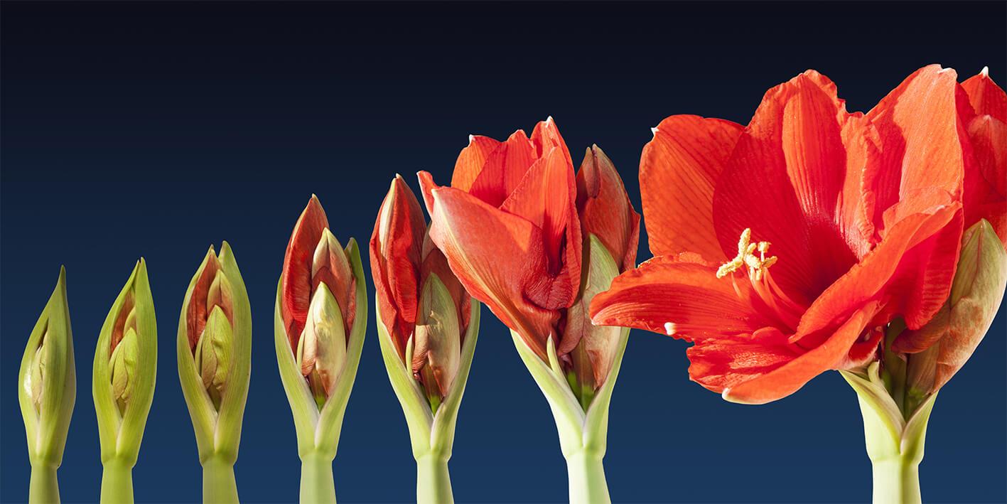 Stages of flower development