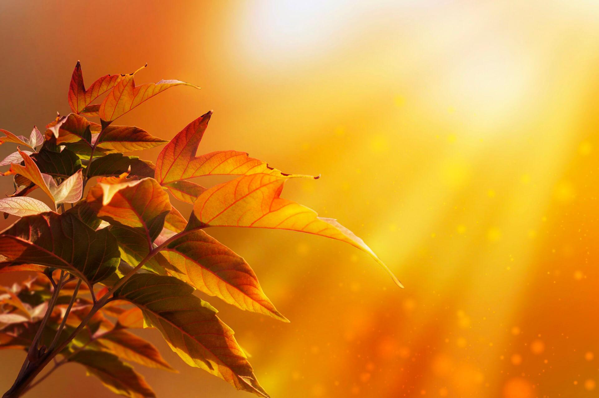 Herbstblätter