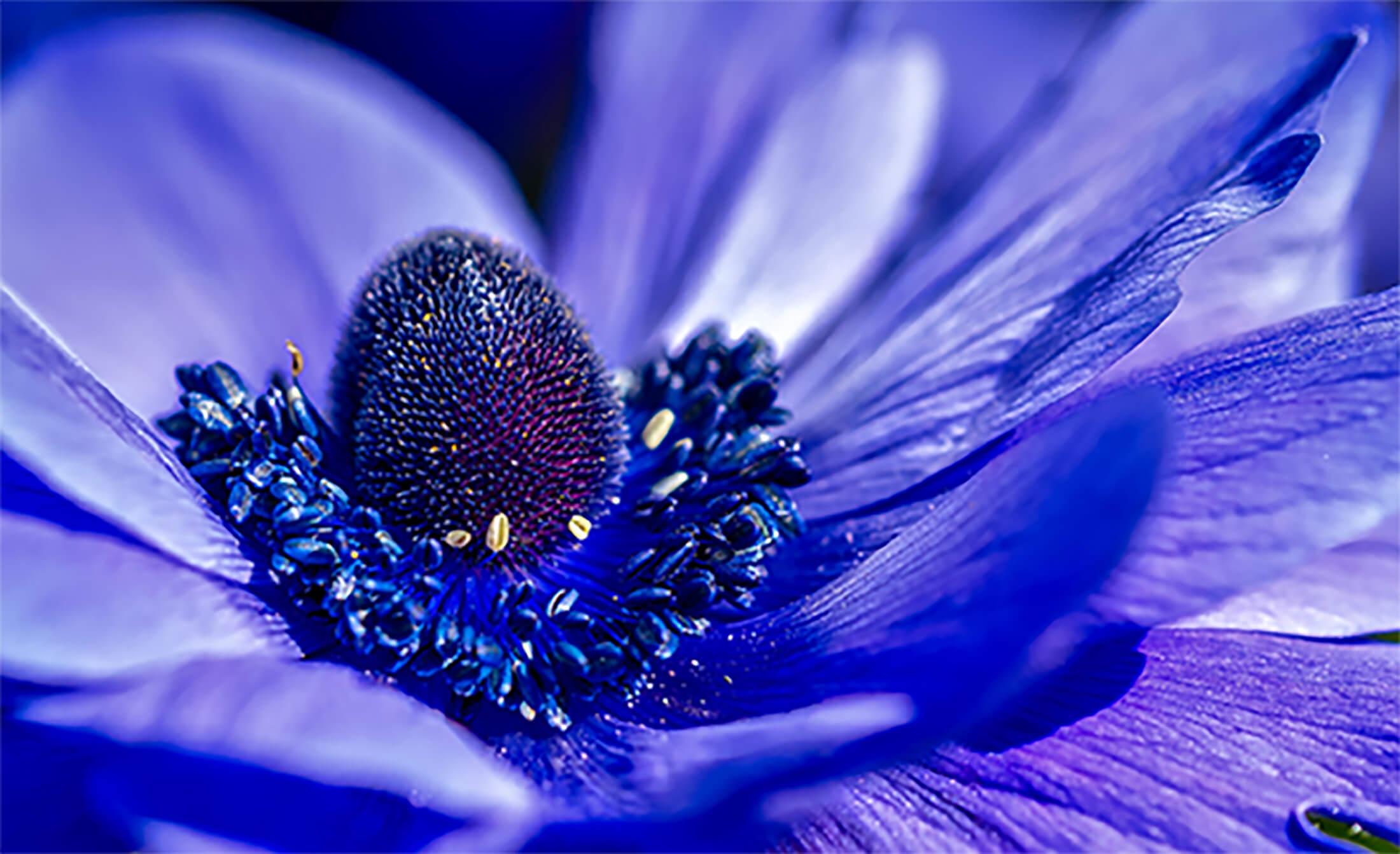 Blaue Blume