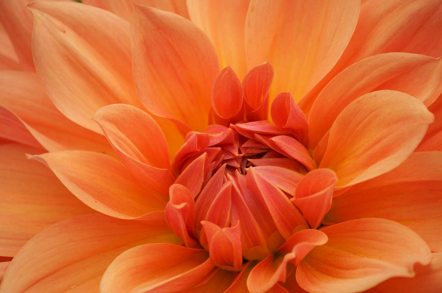 Dahlia si ƒe amadede nye aŋutiɖiɖi