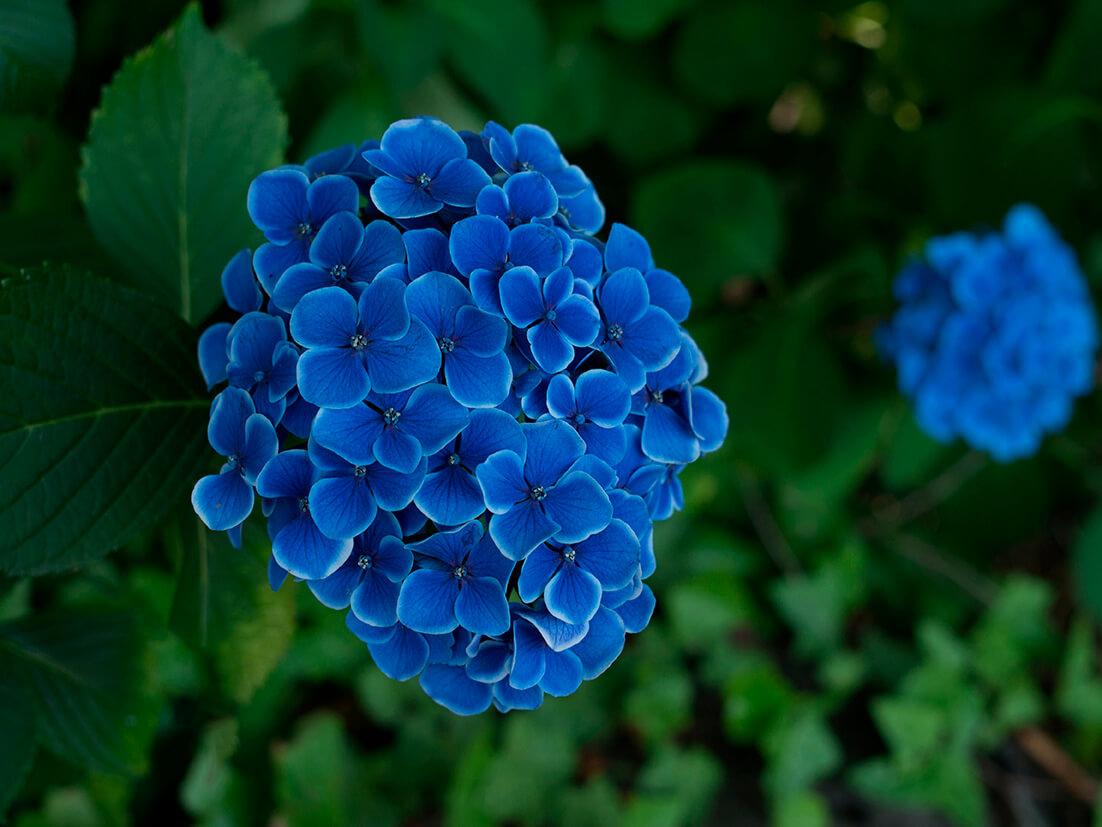 Blaue Hortensie