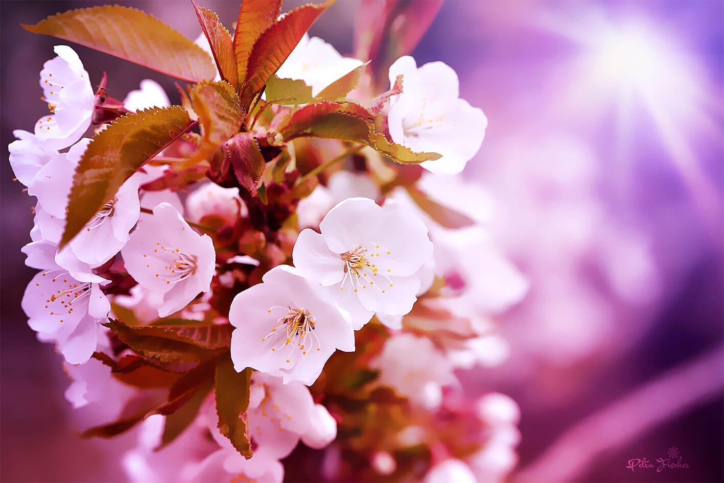 Cherry ƒe seƒoƒowo