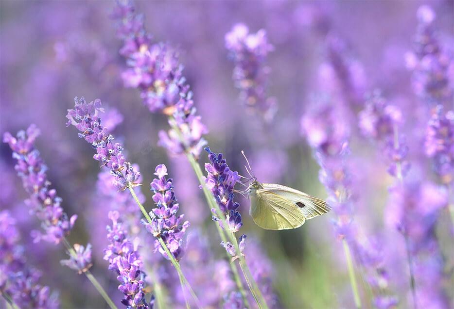 Lavendel und Schmetterling