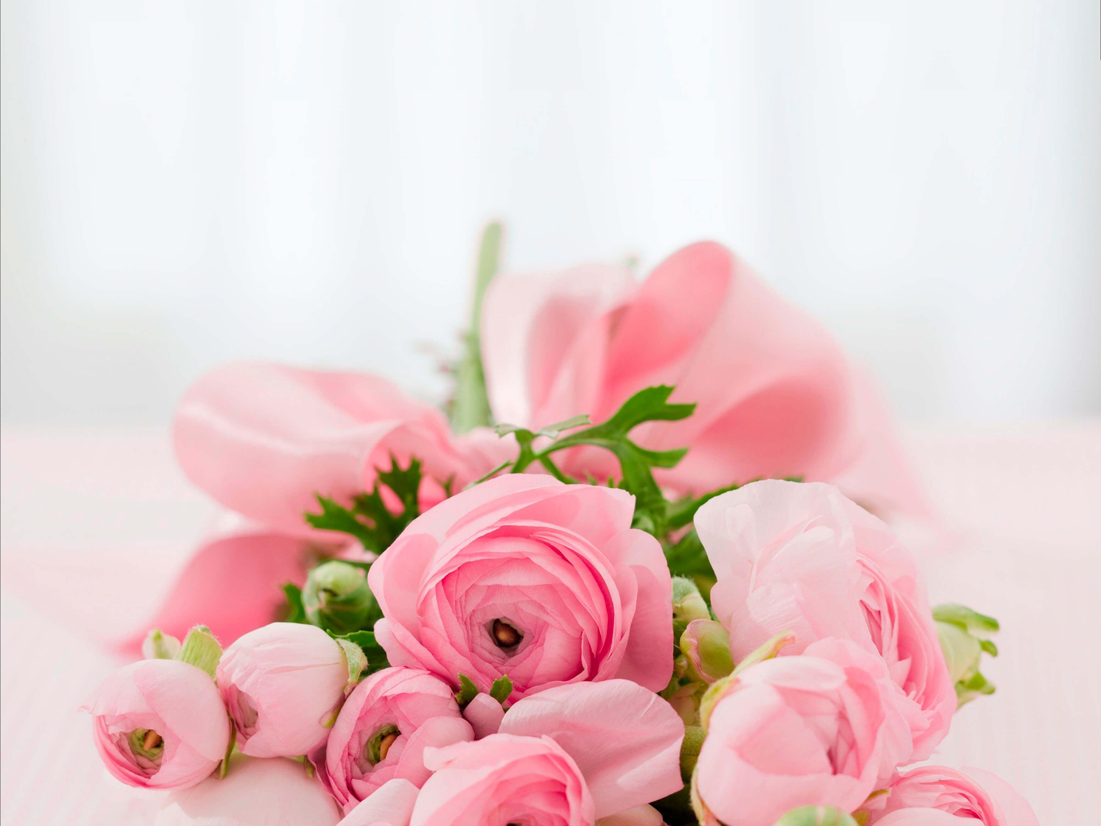 Ranunculus pink ƒe seƒoƒotsihe