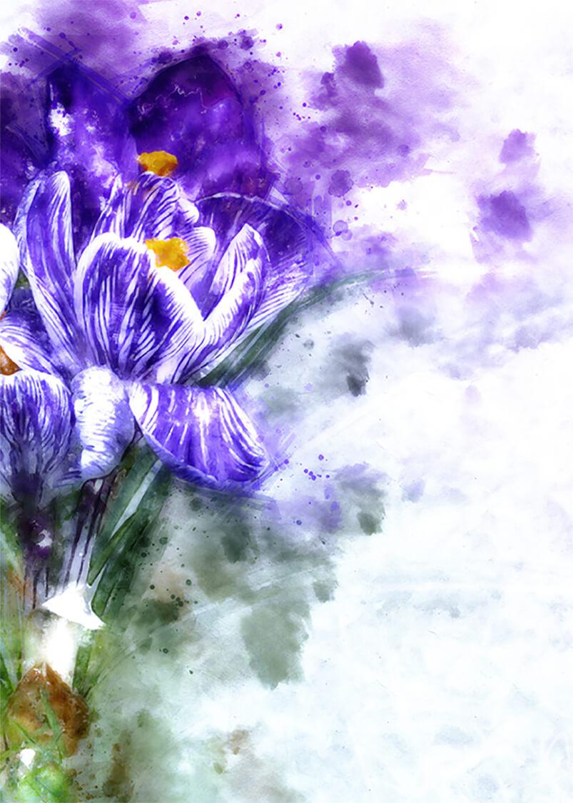 Krokus-Aquarell