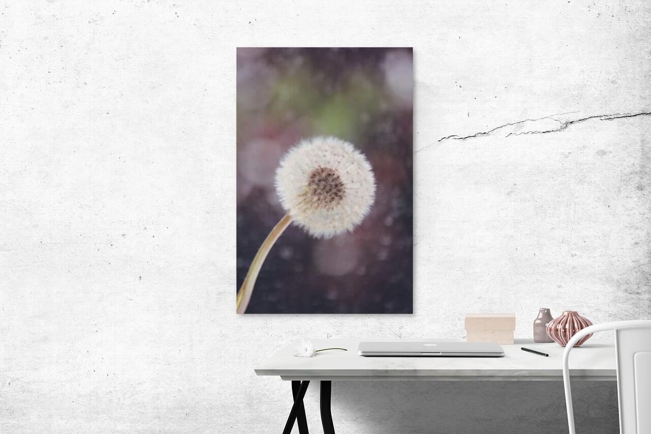 Dandelion si woyɔna be Dandelion