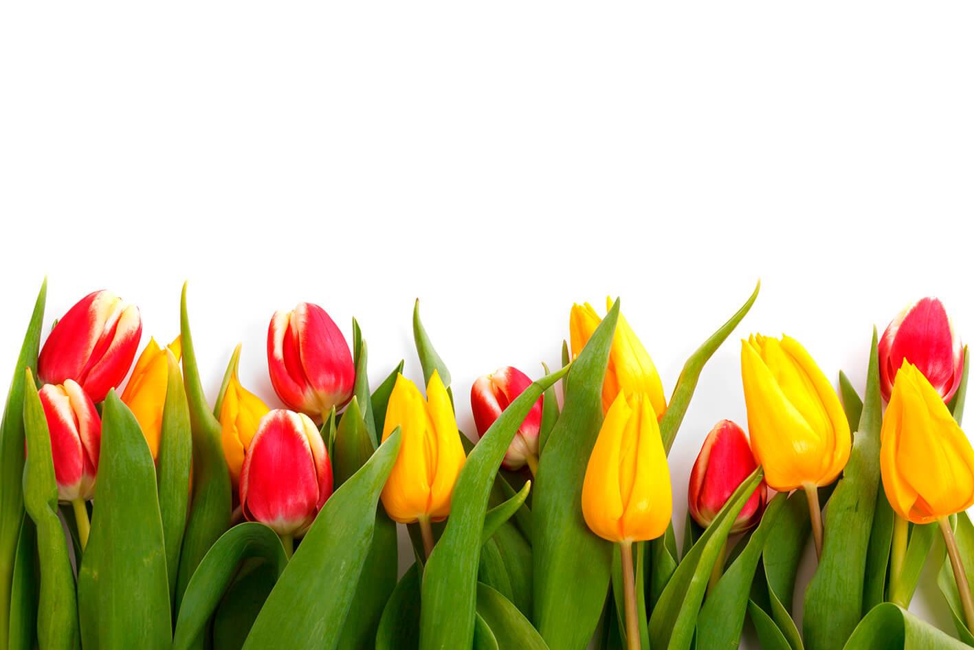 Tulpen