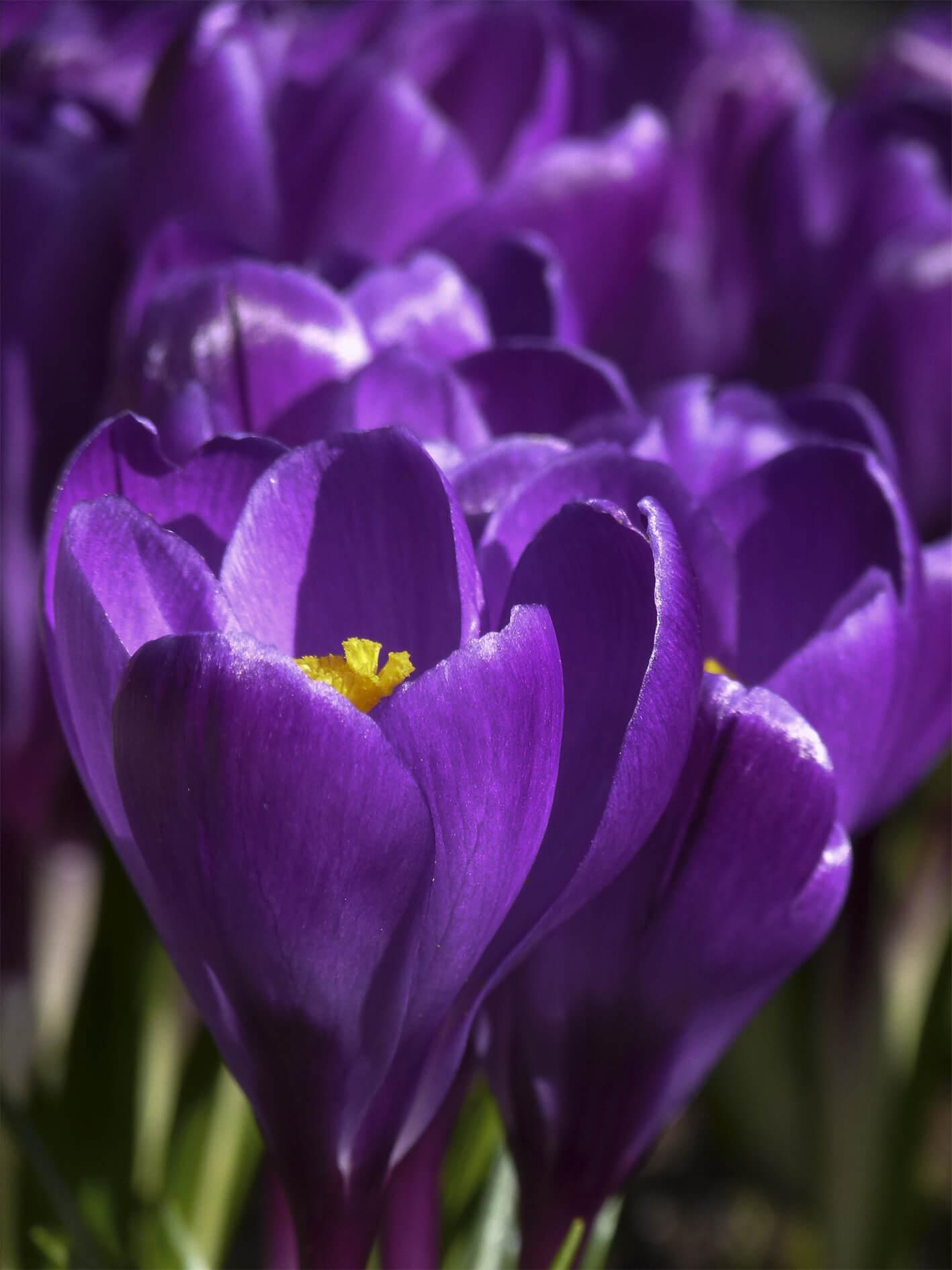 Primeln Krokusse