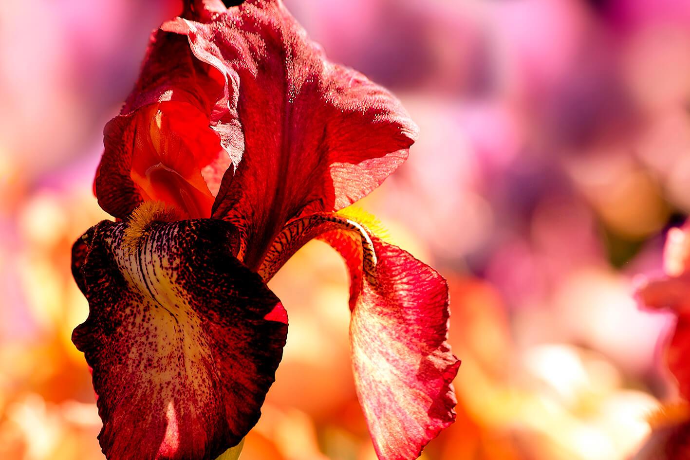 Rote Iris