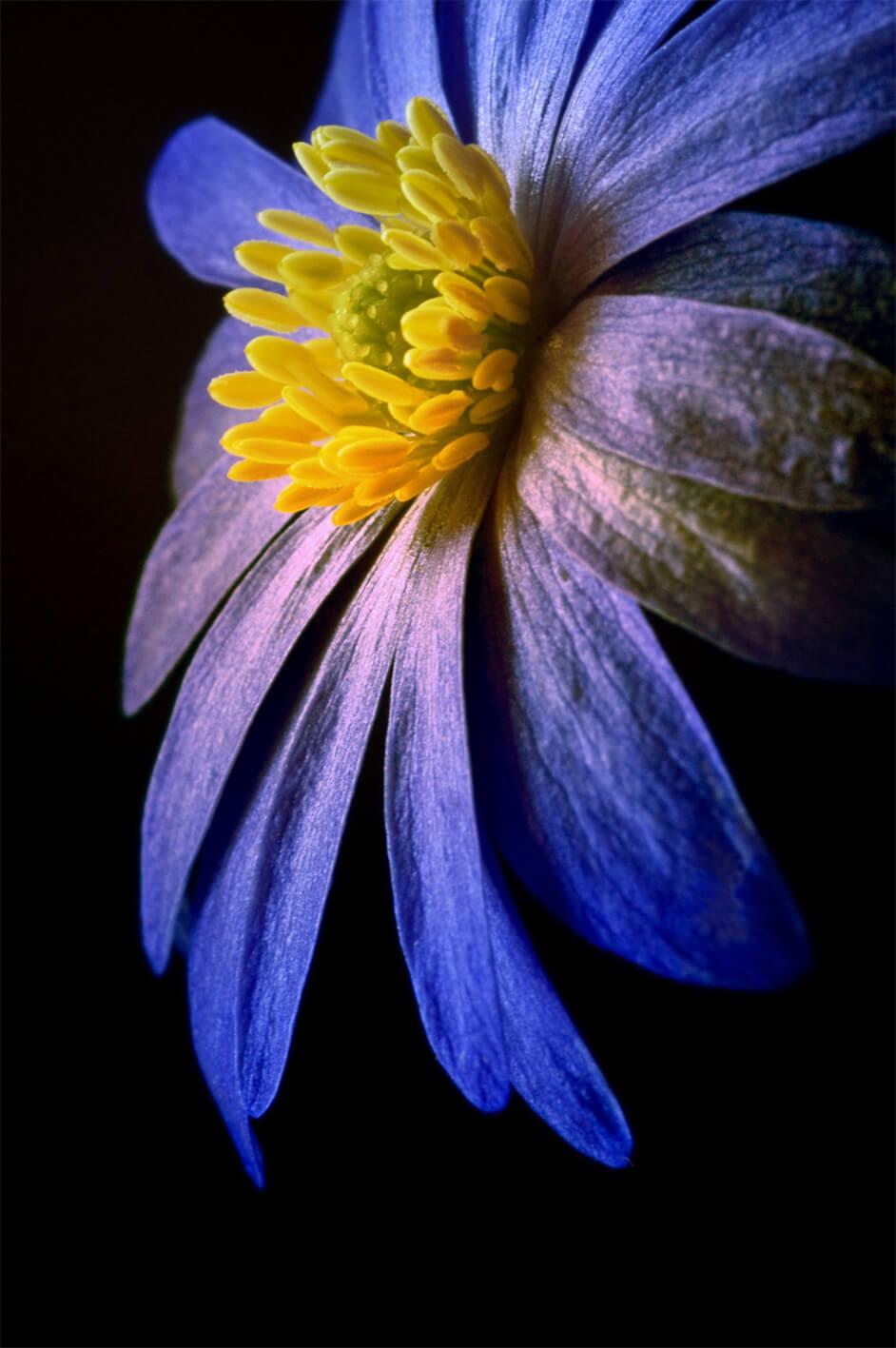 Blaue kamille