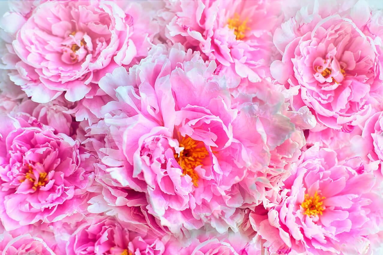 Peonies Akpe Ðeka