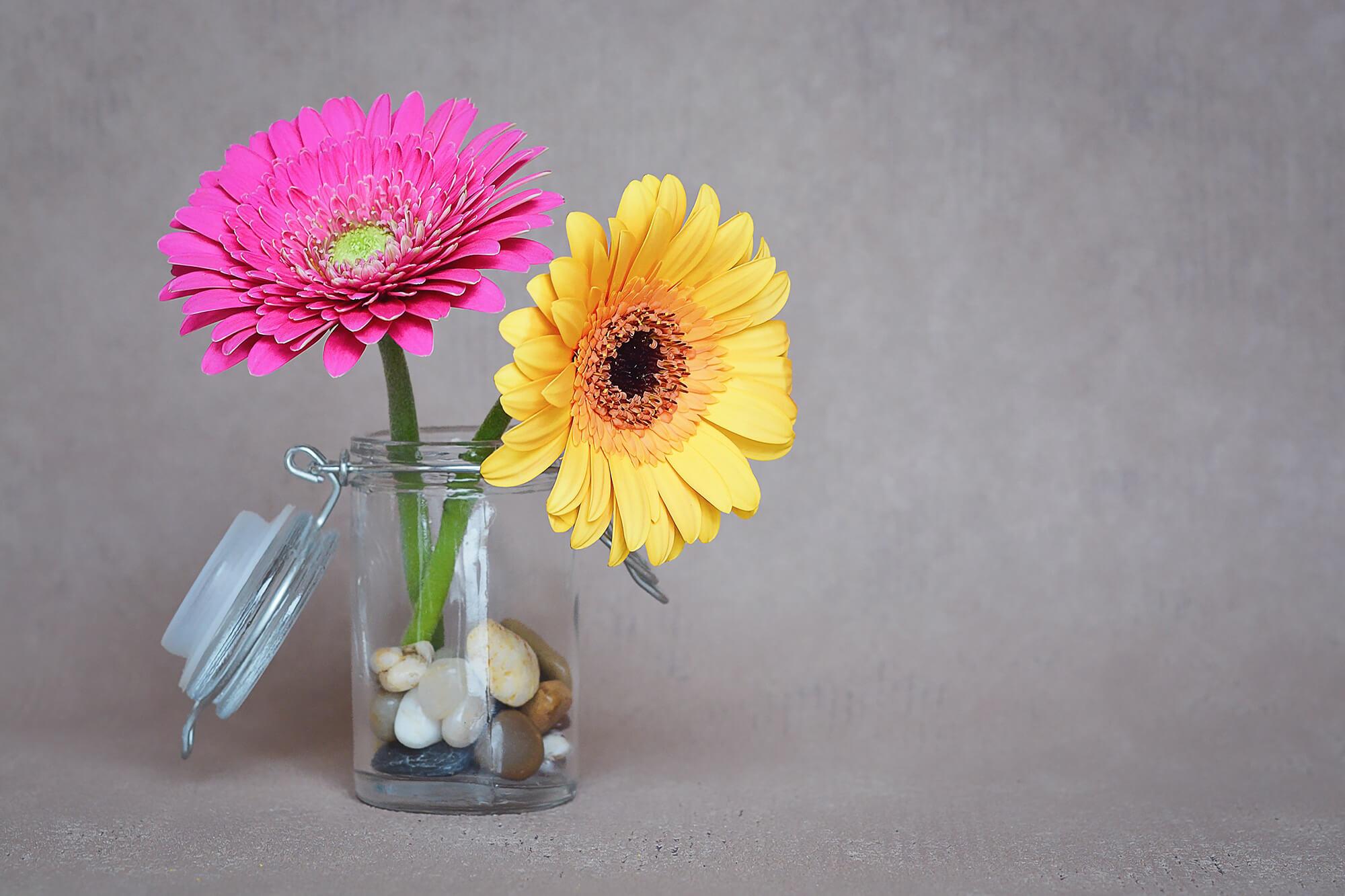 Zwei Gerbera