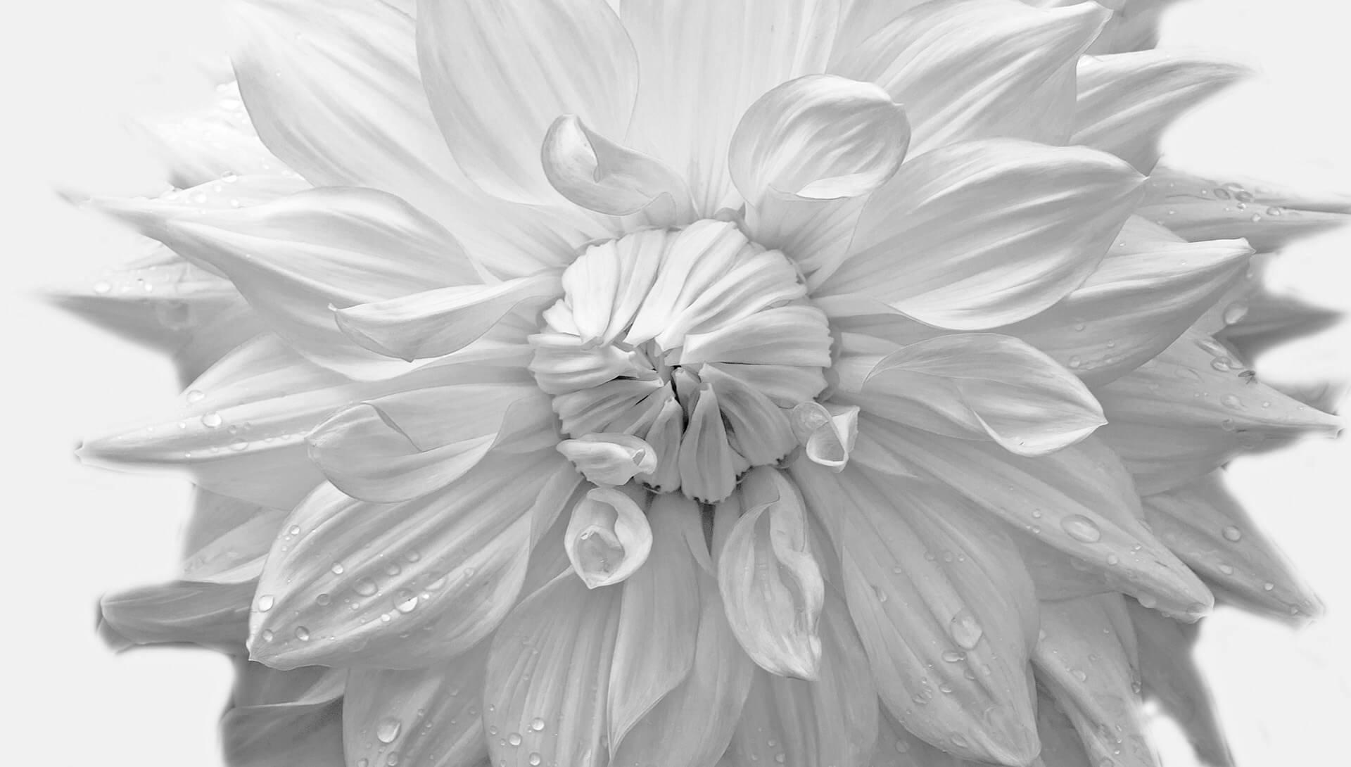 Dahlia ɣi aɖe