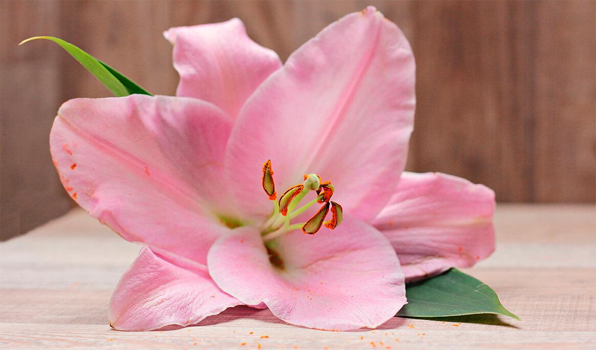Liliti pink