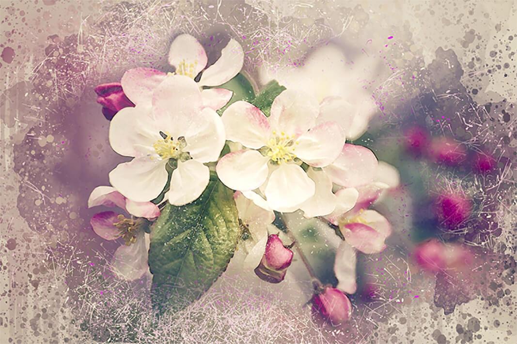 Apfelblüte