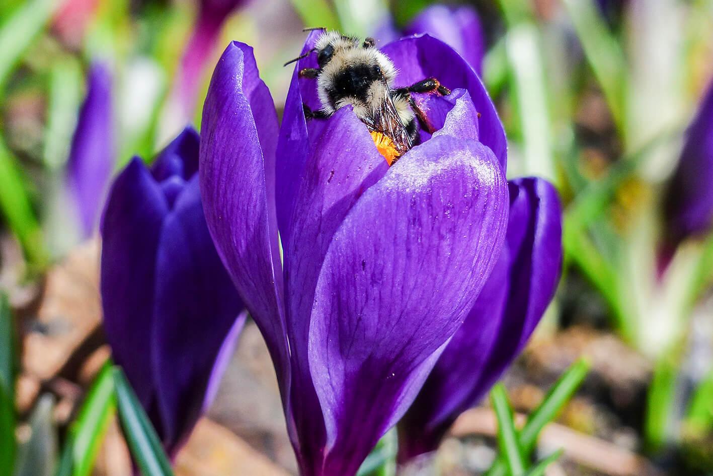 Krokus und Hummel