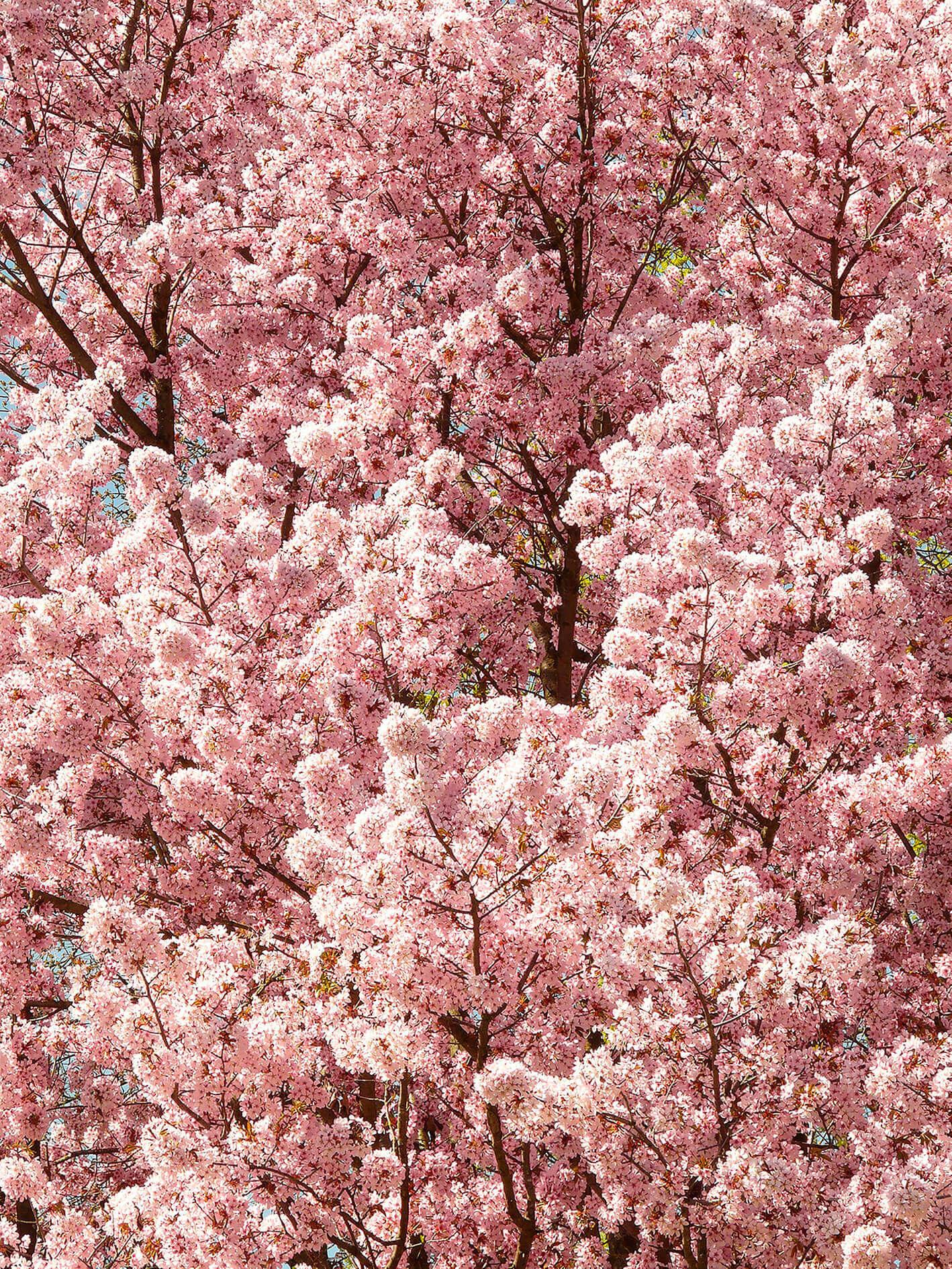 Cherry blossoms