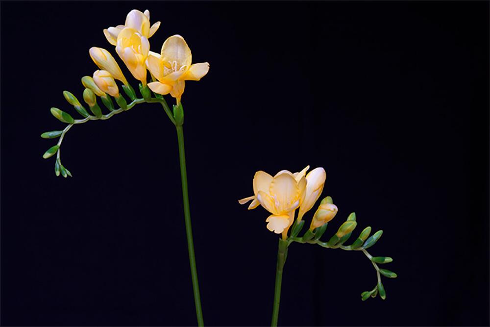 Gelbe Blumen