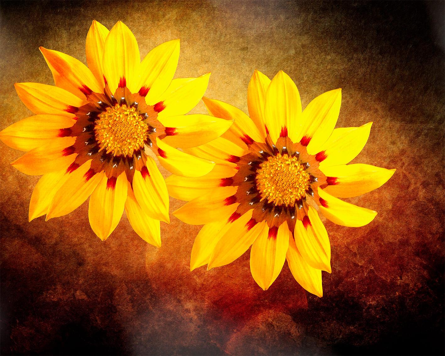 Sonnenblumen