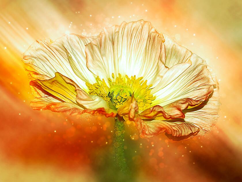 Zarte Anemone