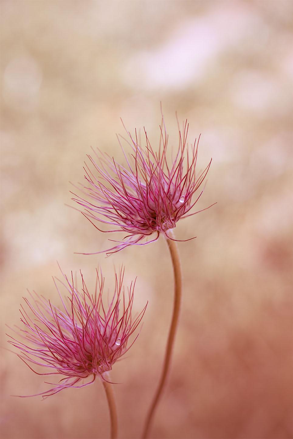 ŋù si ƒe amadede nye pink