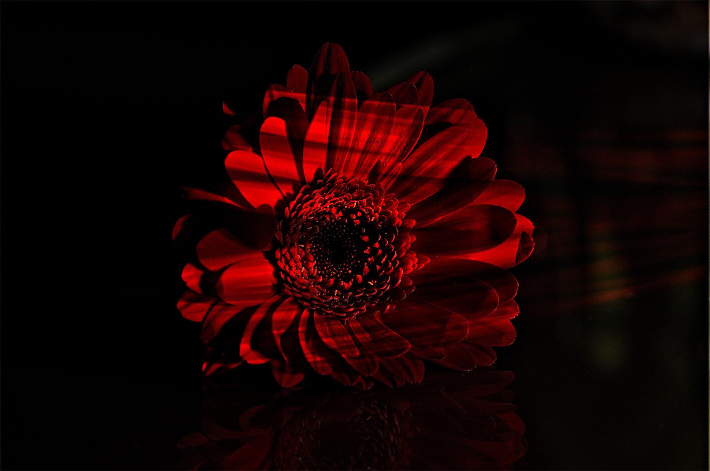 Red gerbera