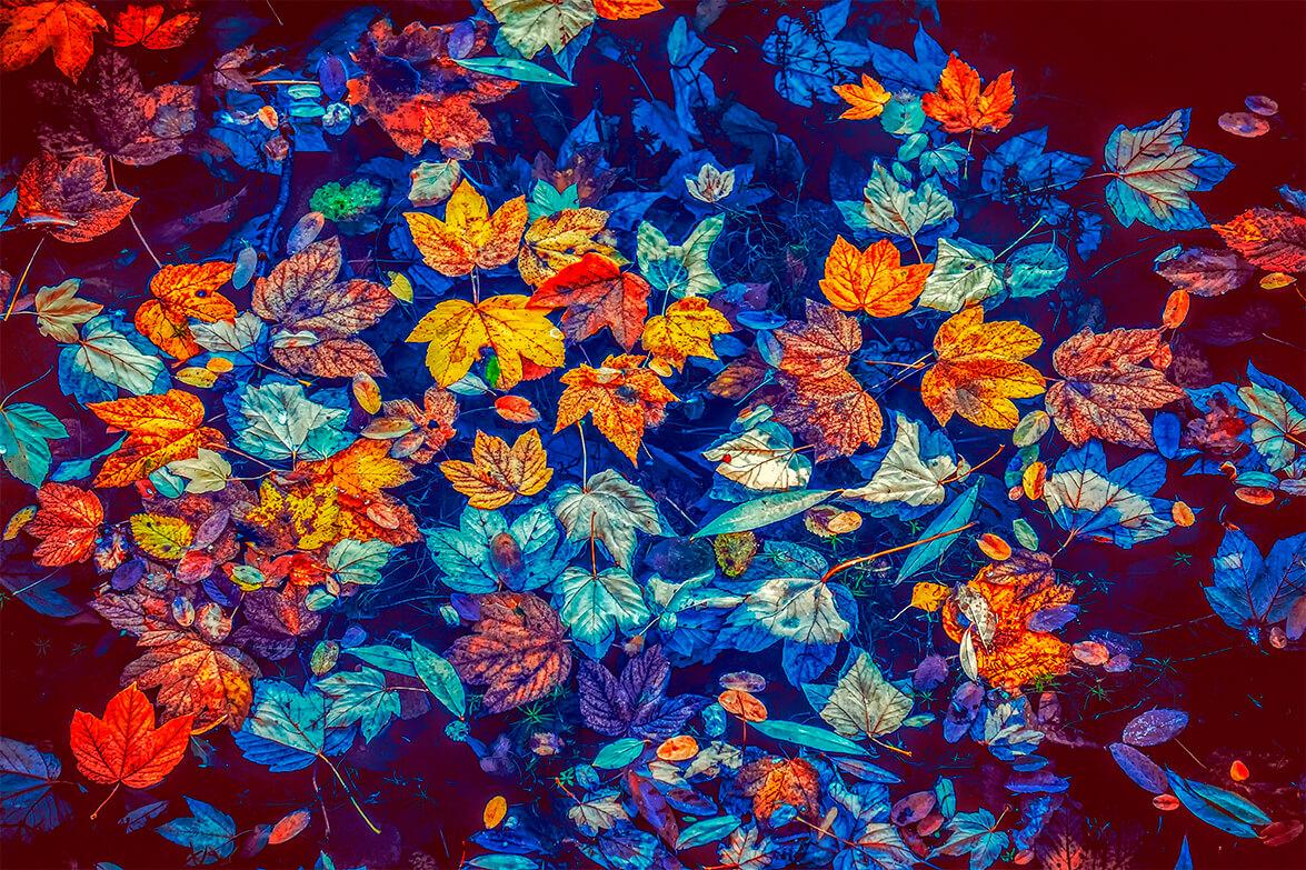 Herbstblätter im Wasser