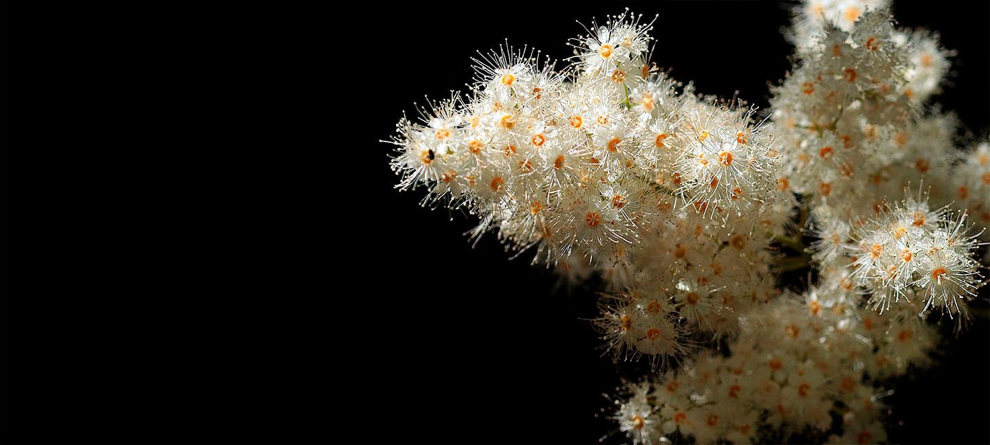 Weiße Blüten auf schwarzem Grund