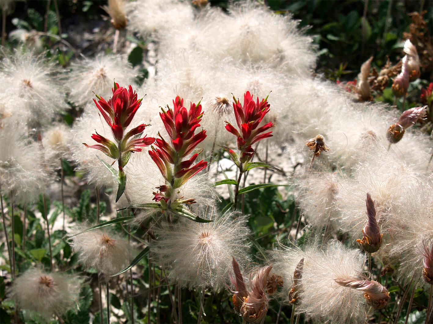 Roter Salbei und Flaum
