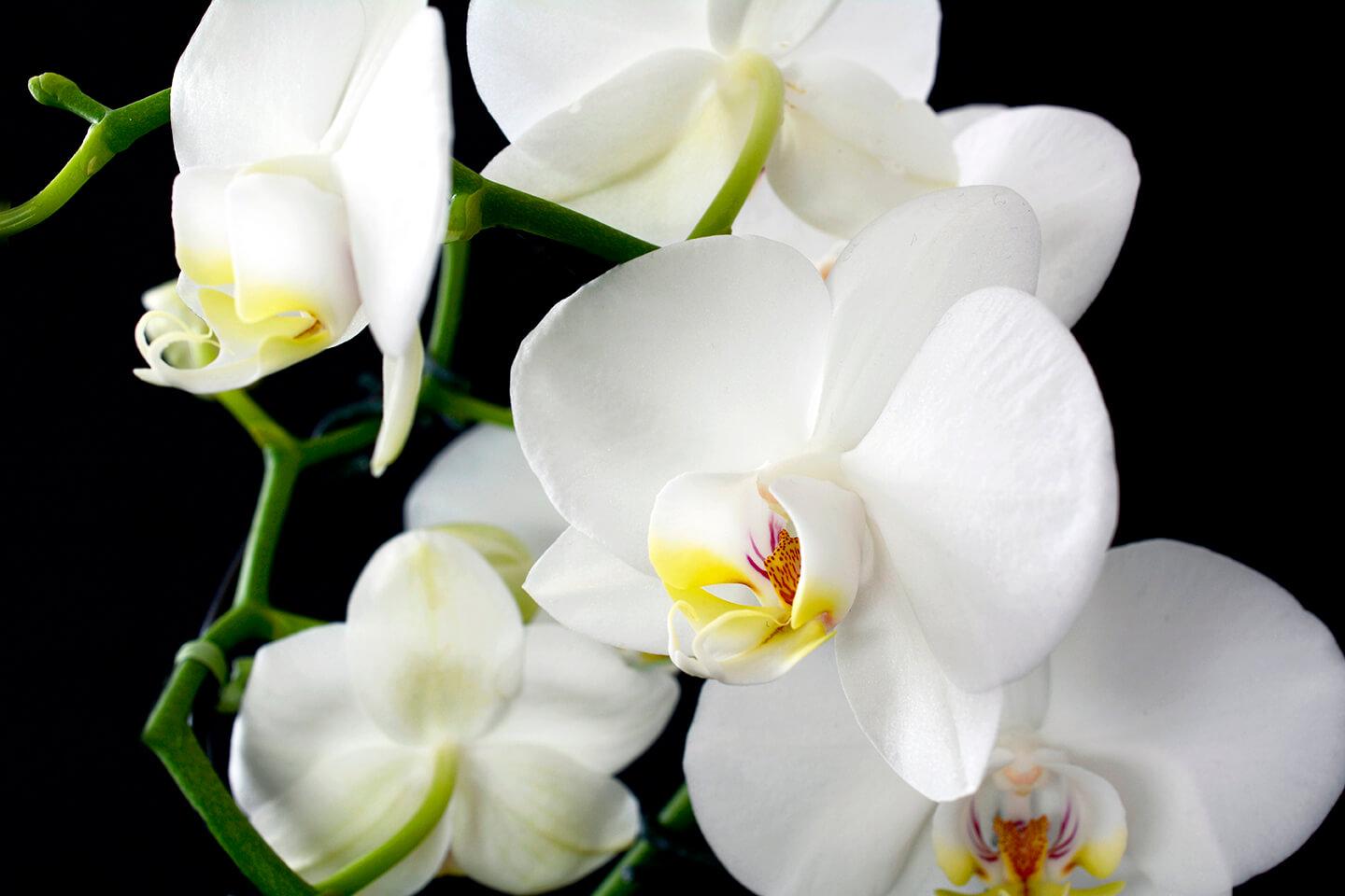 Orchid seƒoƒo ɣiwo