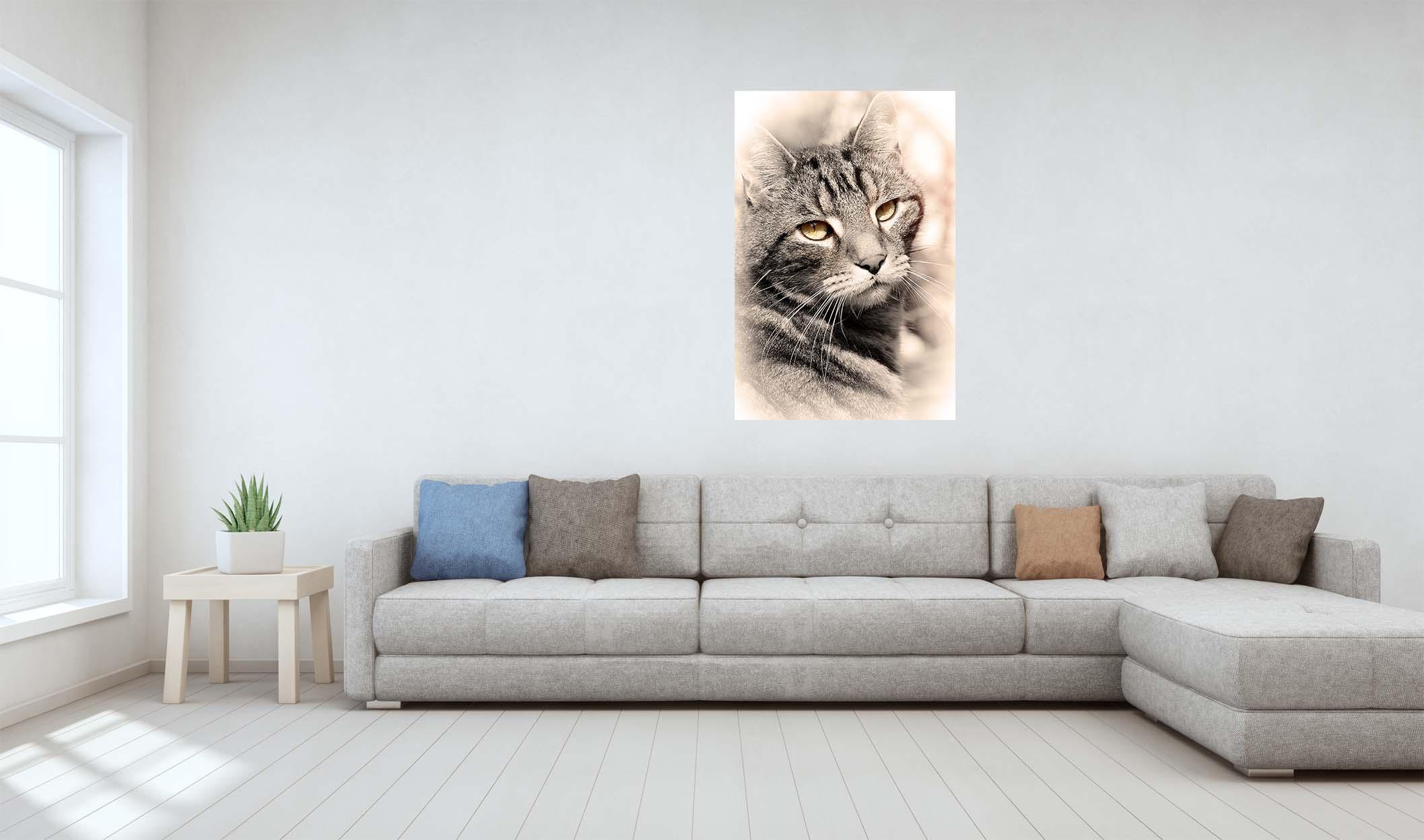 Кот