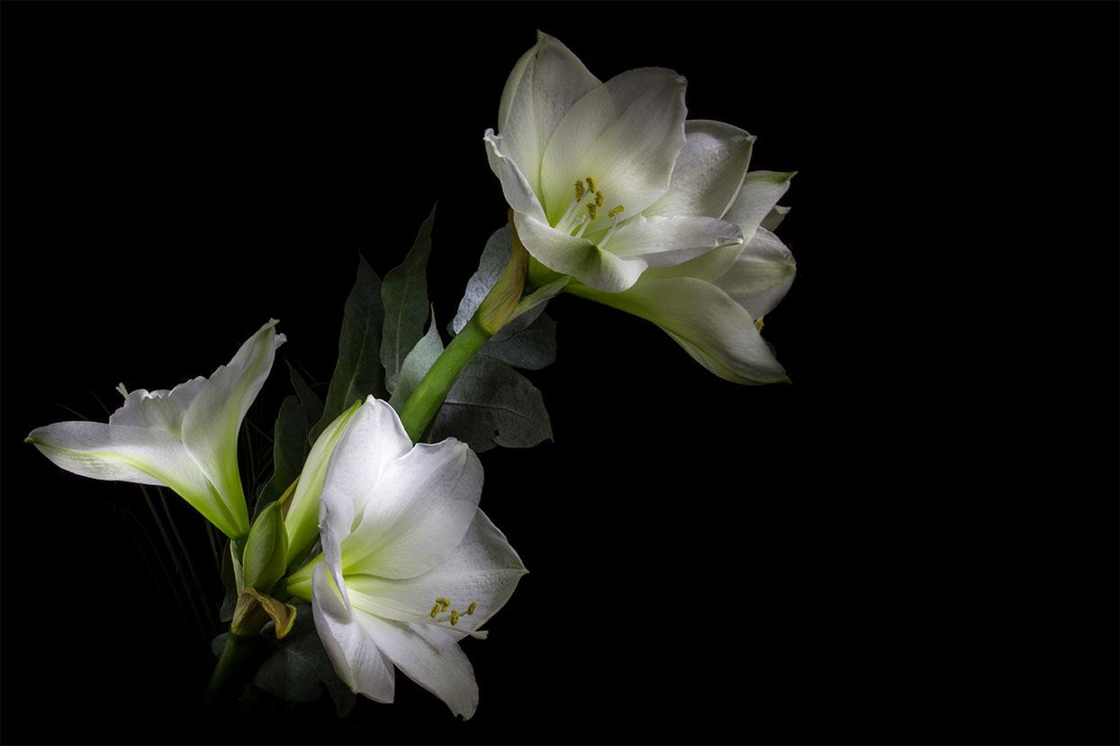Weiße Amaryllis