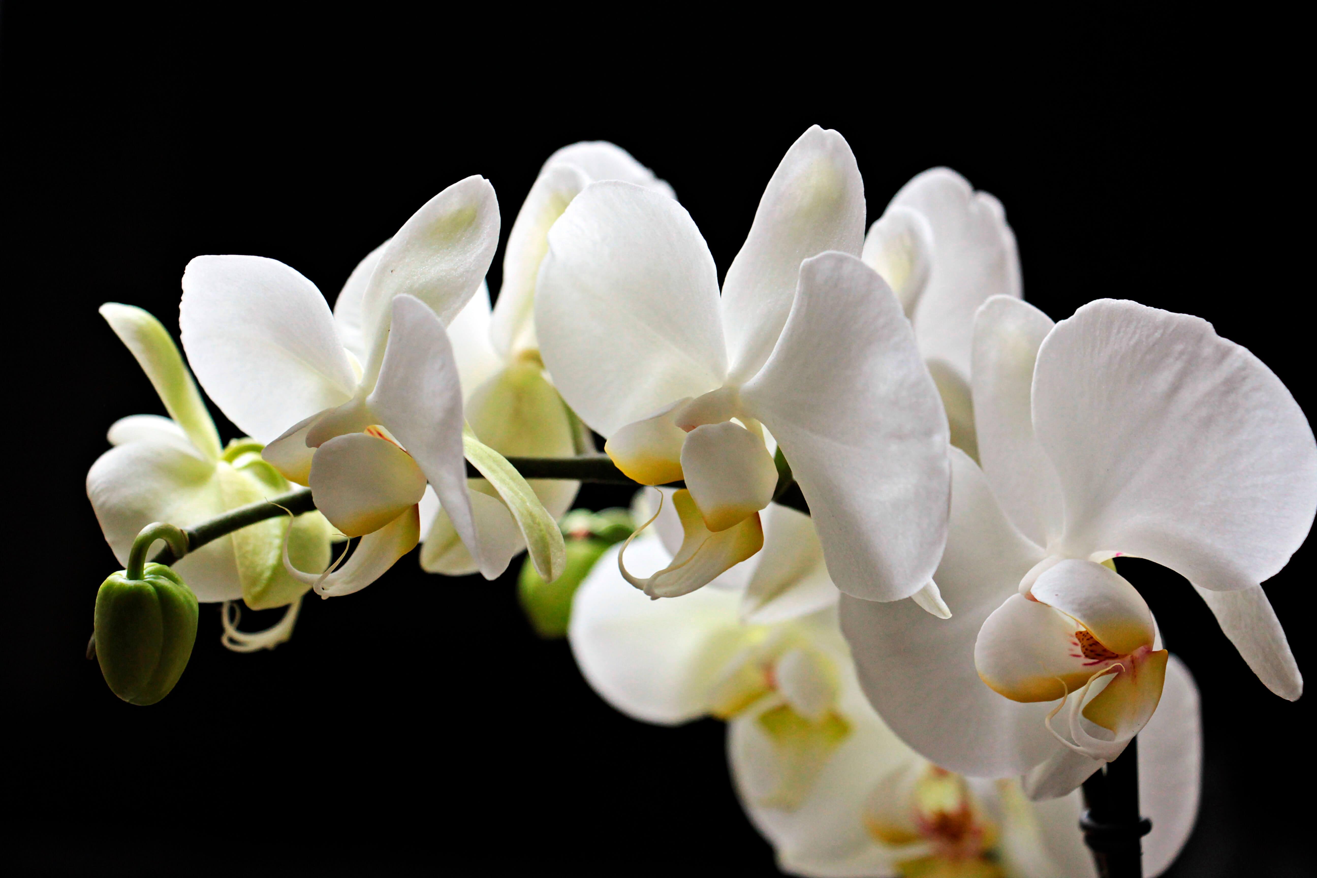 White orchid on a black background