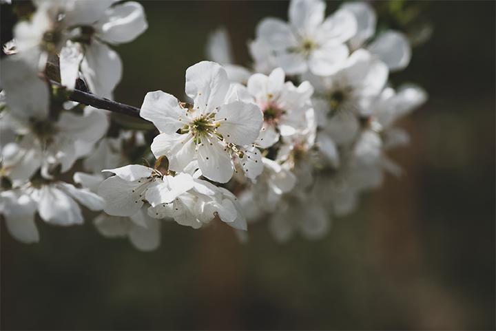 Frühlingsblüte