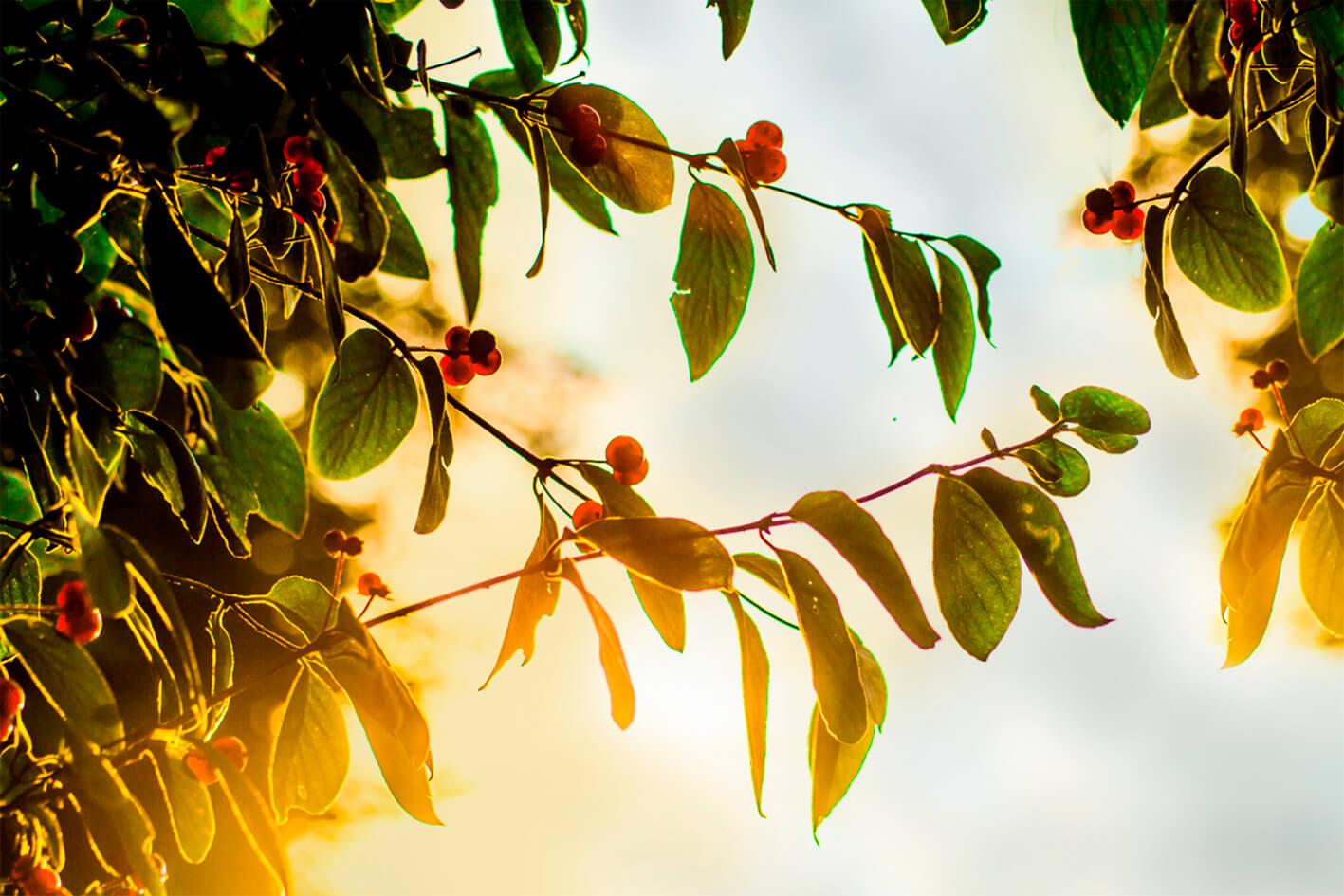 Busch von der Sonne beleuchtet