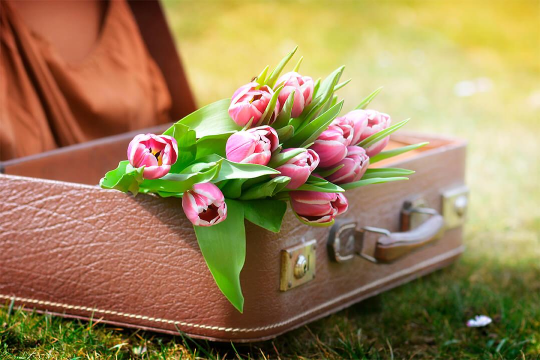 Tulips le mɔzɔkplo me