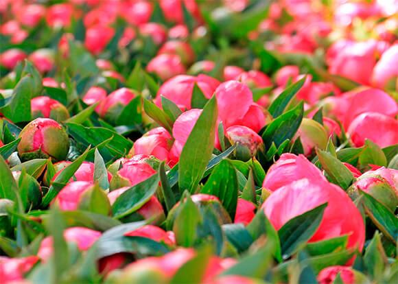 Pfingstrose Knospen