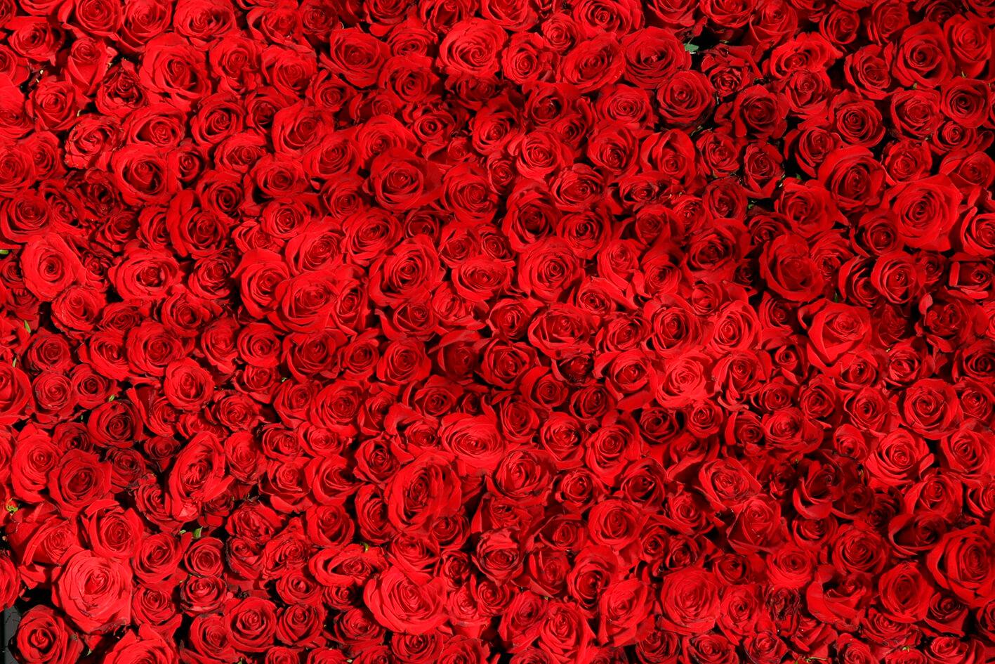 Million Scarlet roses