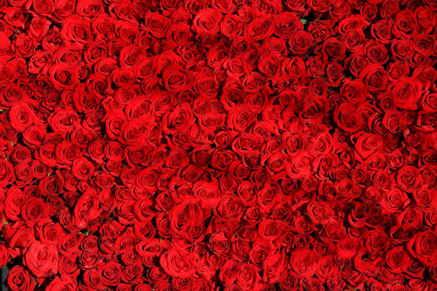 Millionen scharlachrote Rosen