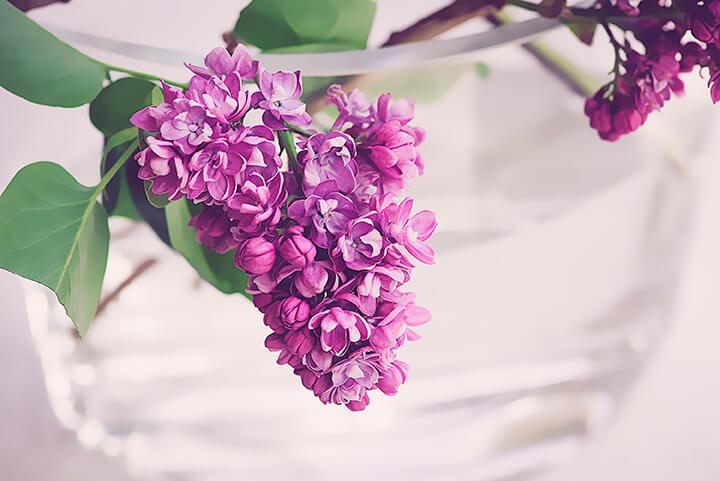 Lilac ƒe alɔdze