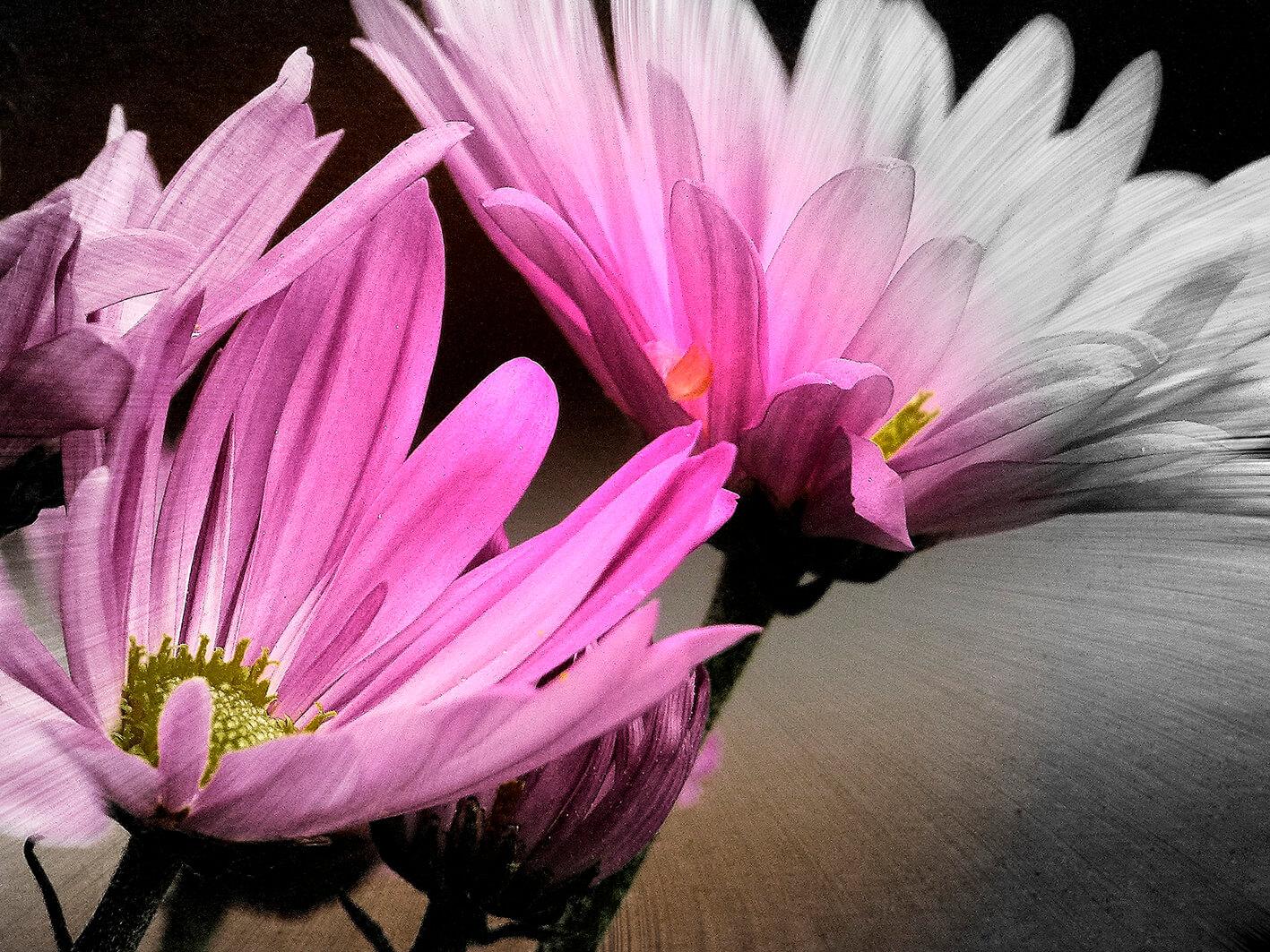 Seƒoƒo siwo le pink